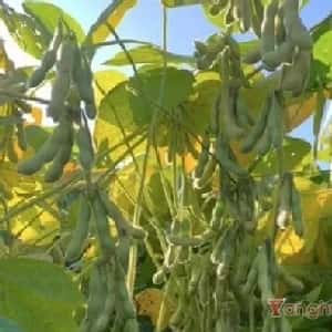 会员头像