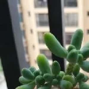 会员头像